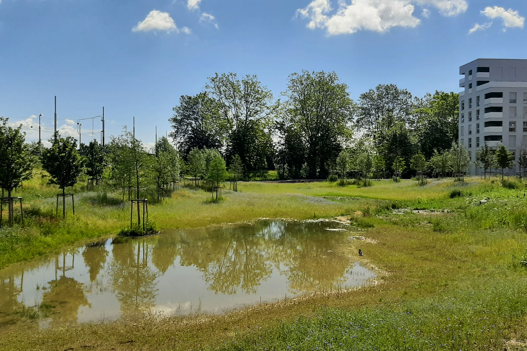 06_acte2paysage_illkirch-graffenstaden_prairies du canal